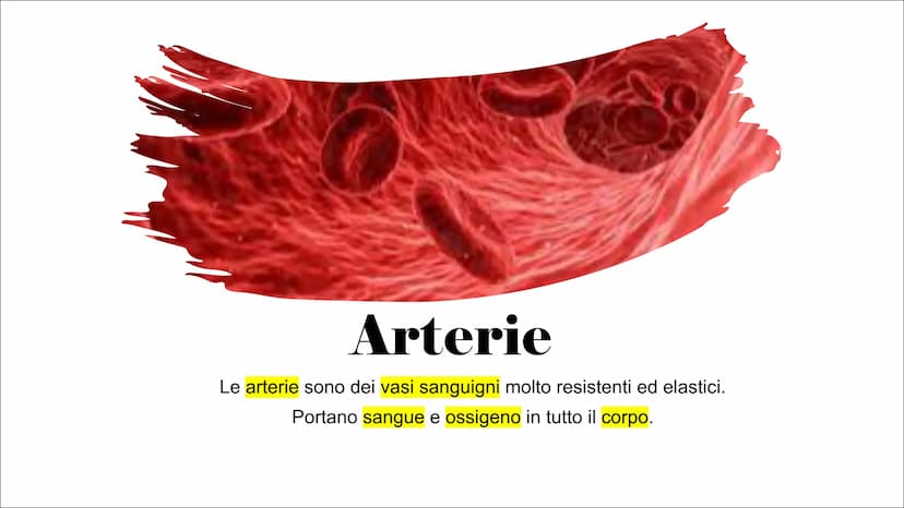 L'Apparato
Cardiocircolatorio Organi
Cuore, vene, arterie e capillari Cuore
Il cuore è un muscolo involontario che si trova all'interno
del 