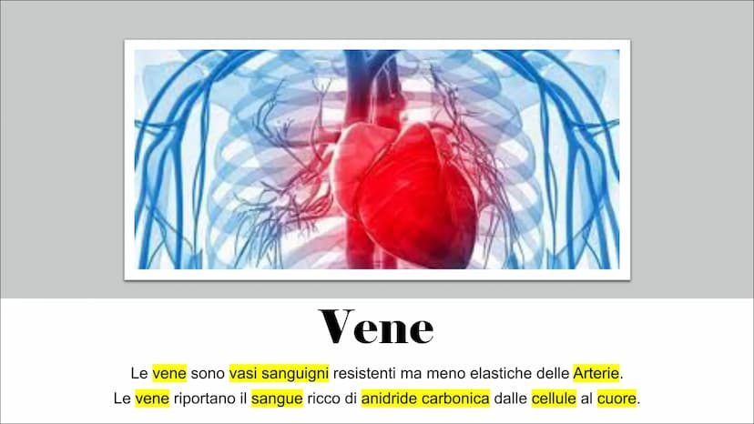 L'Apparato
Cardiocircolatorio Organi
Cuore, vene, arterie e capillari Cuore
Il cuore è un muscolo involontario che si trova all'interno
del 