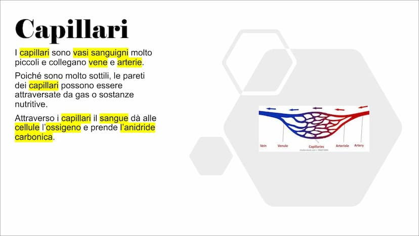L'Apparato
Cardiocircolatorio Organi
Cuore, vene, arterie e capillari Cuore
Il cuore è un muscolo involontario che si trova all'interno
del 