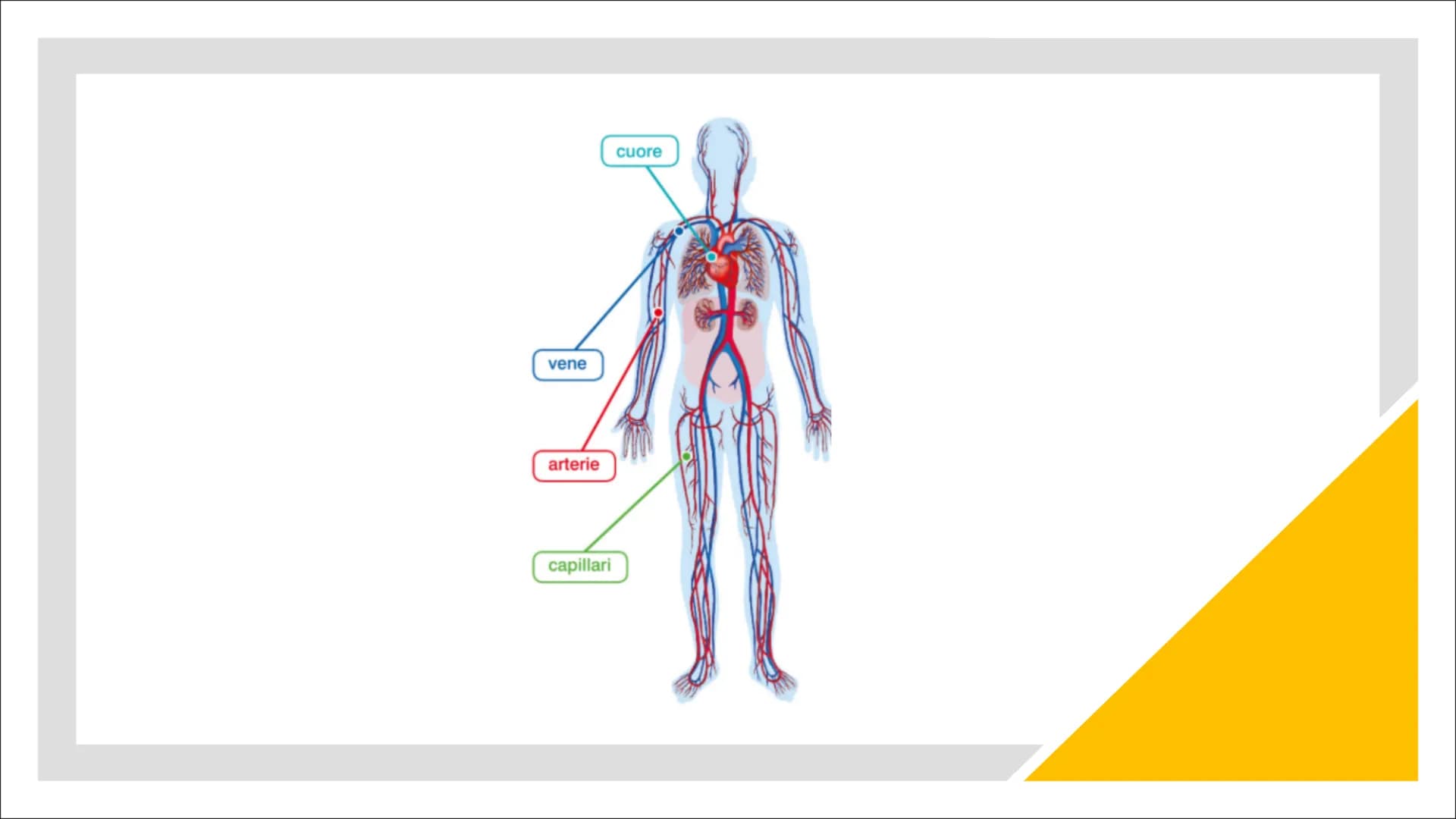 L'Apparato
Cardiocircolatorio Organi
Cuore, vene, arterie e capillari Cuore
Il cuore è un muscolo involontario che si trova all'interno
del 