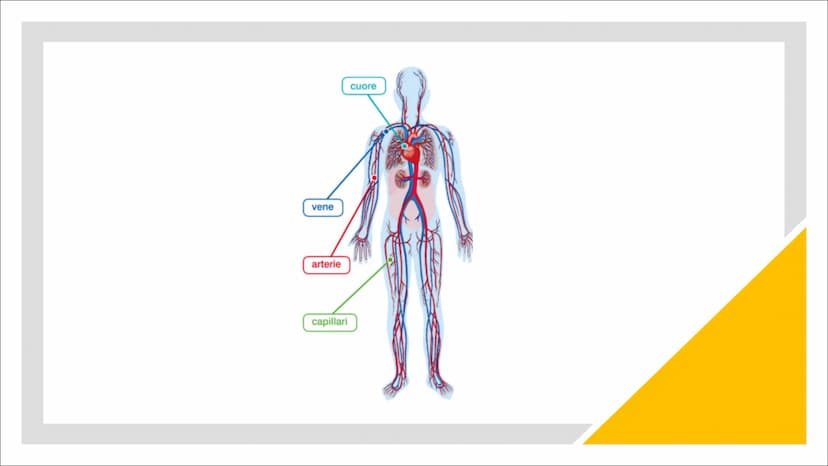 L'Apparato
Cardiocircolatorio Organi
Cuore, vene, arterie e capillari Cuore
Il cuore è un muscolo involontario che si trova all'interno
del 