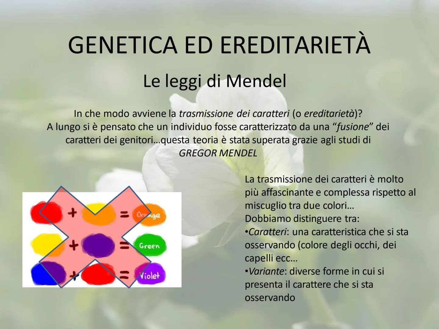 GENETICA ED EREDITARIETÀ
Le leggi di Mendel
In che modo avviene la trasmissione dei caratteri (o ereditarietà)?
A lungo si è pensato che un 