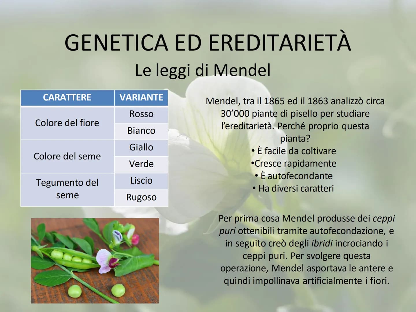 GENETICA ED EREDITARIETÀ
Le leggi di Mendel
In che modo avviene la trasmissione dei caratteri (o ereditarietà)?
A lungo si è pensato che un 