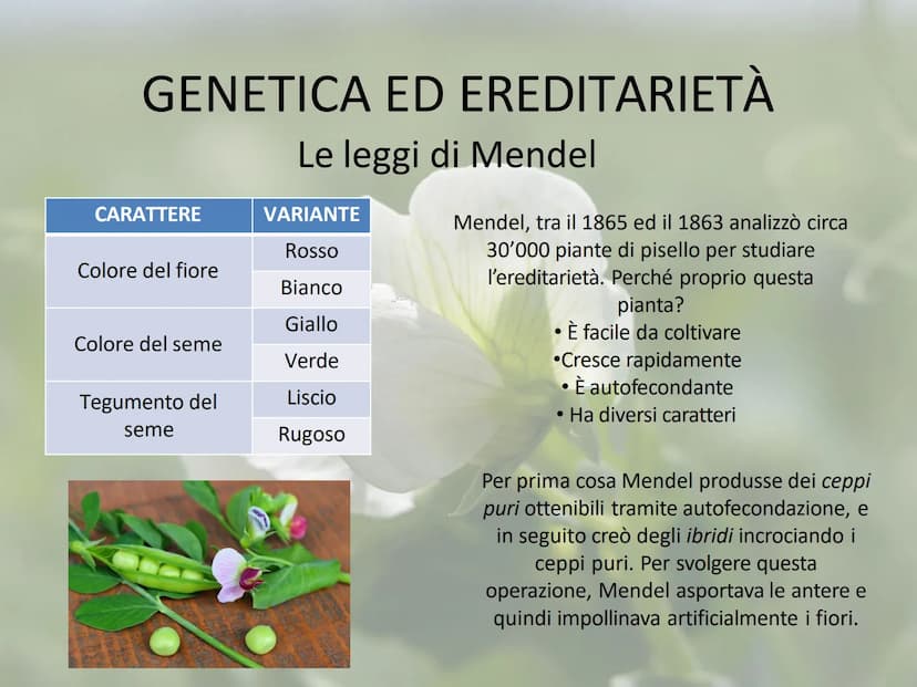 GENETICA ED EREDITARIETÀ
Le leggi di Mendel
In che modo avviene la trasmissione dei caratteri (o ereditarietà)?
A lungo si è pensato che un 