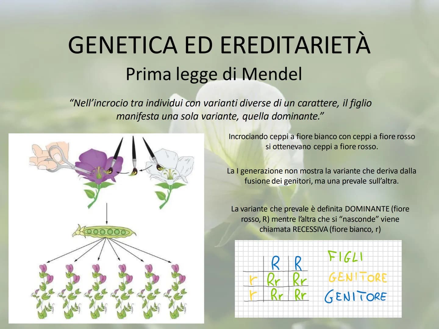 GENETICA ED EREDITARIETÀ
Le leggi di Mendel
In che modo avviene la trasmissione dei caratteri (o ereditarietà)?
A lungo si è pensato che un 