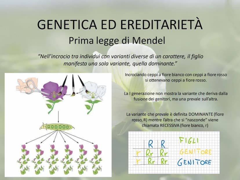 GENETICA ED EREDITARIETÀ
Le leggi di Mendel
In che modo avviene la trasmissione dei caratteri (o ereditarietà)?
A lungo si è pensato che un 