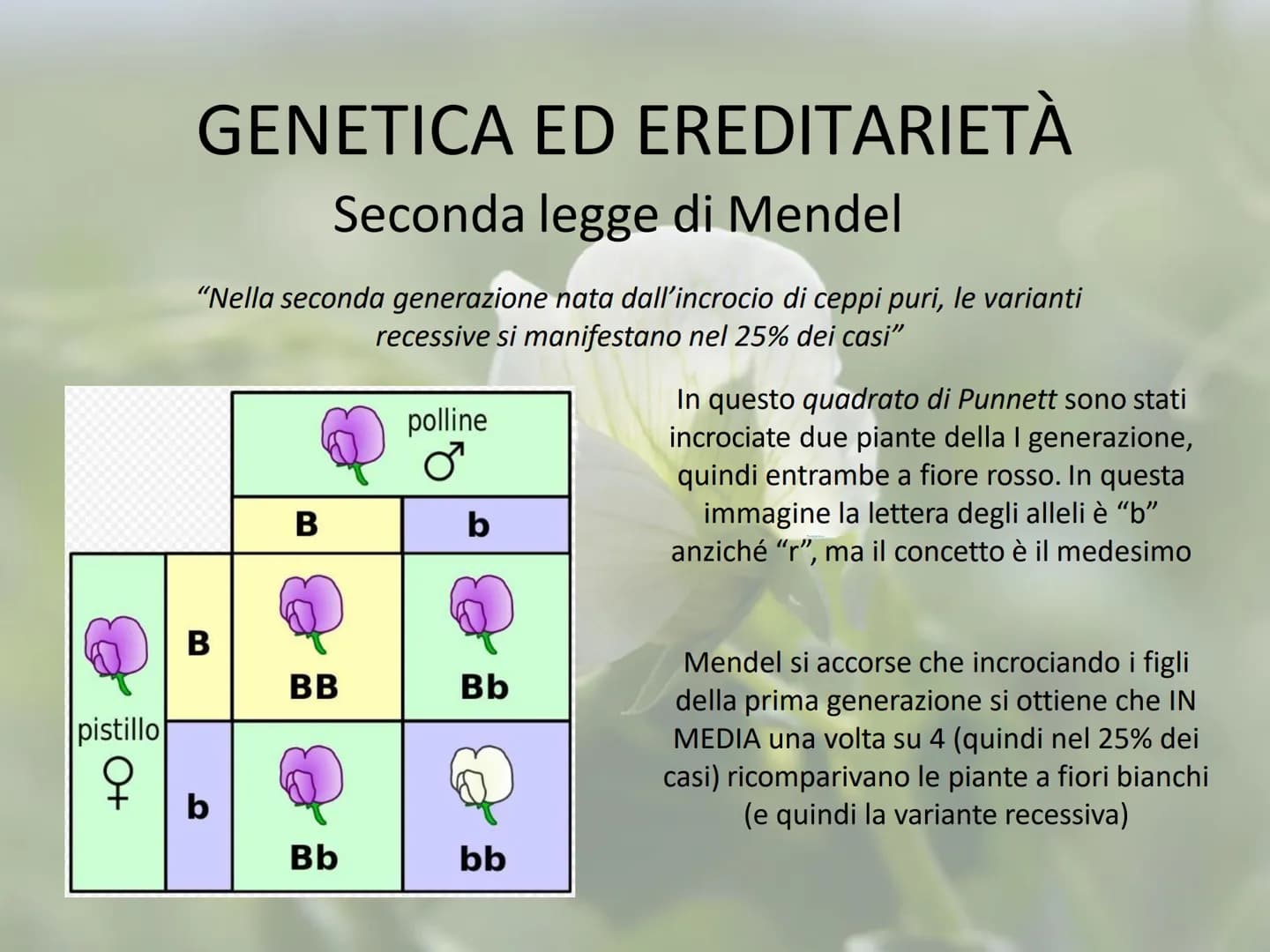 GENETICA ED EREDITARIETÀ
Le leggi di Mendel
In che modo avviene la trasmissione dei caratteri (o ereditarietà)?
A lungo si è pensato che un 