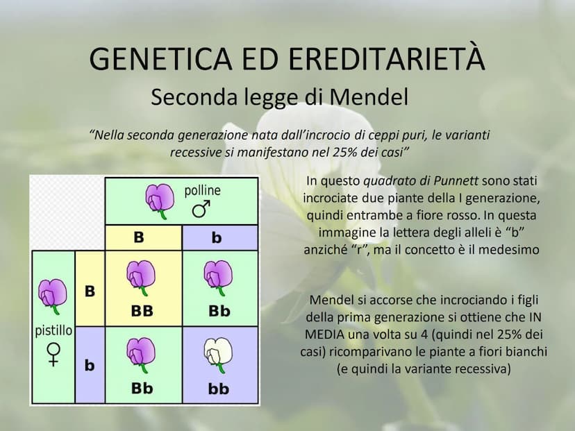 GENETICA ED EREDITARIETÀ
Le leggi di Mendel
In che modo avviene la trasmissione dei caratteri (o ereditarietà)?
A lungo si è pensato che un 