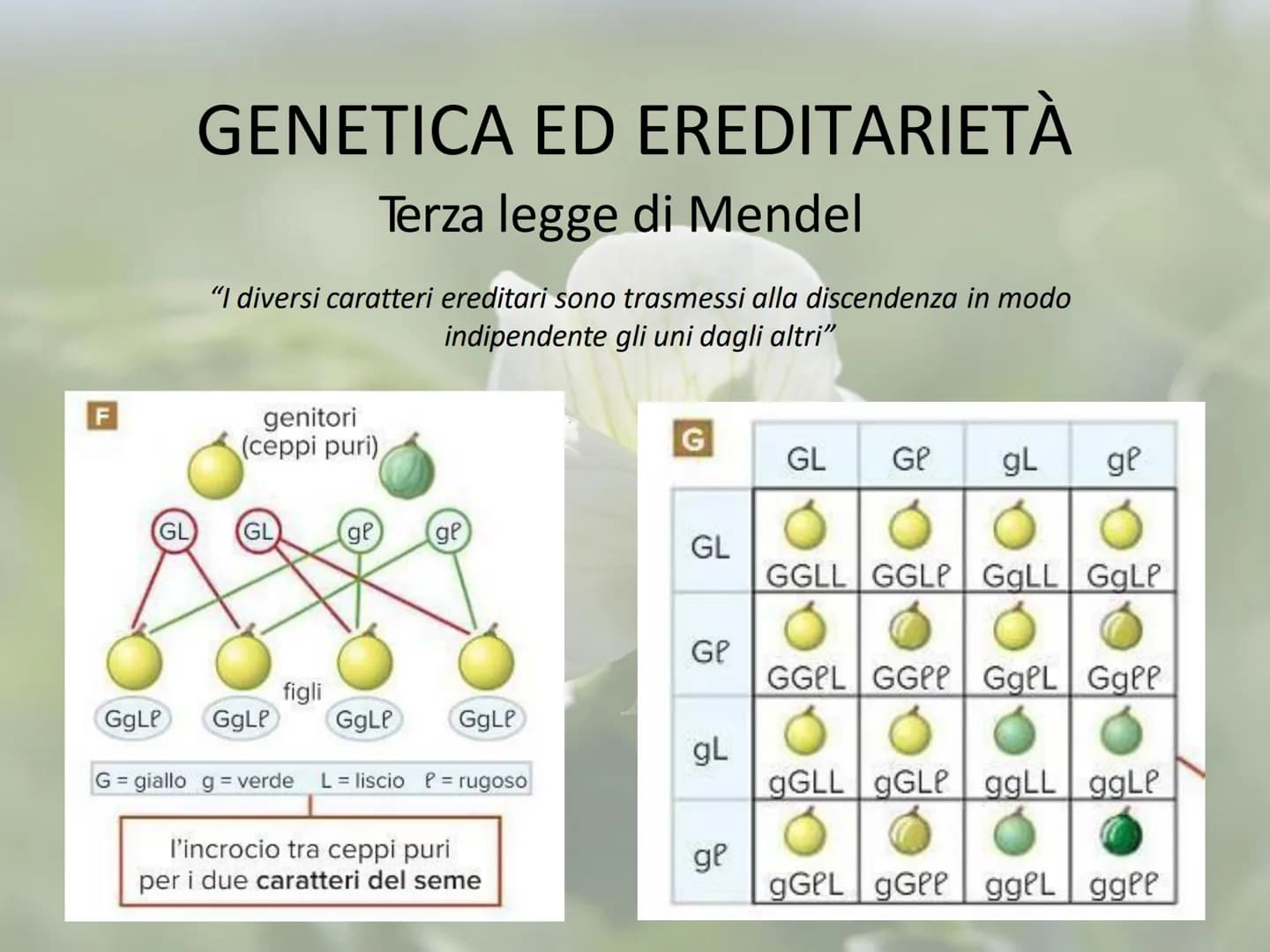 GENETICA ED EREDITARIETÀ
Le leggi di Mendel
In che modo avviene la trasmissione dei caratteri (o ereditarietà)?
A lungo si è pensato che un 