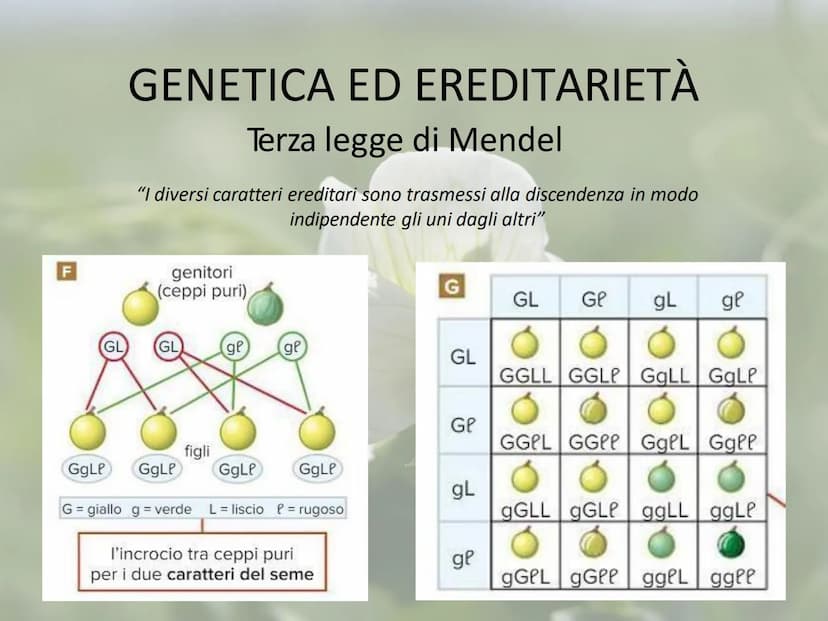 GENETICA ED EREDITARIETÀ
Le leggi di Mendel
In che modo avviene la trasmissione dei caratteri (o ereditarietà)?
A lungo si è pensato che un 