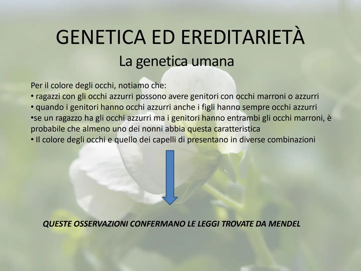 GENETICA ED EREDITARIETÀ
Le leggi di Mendel
In che modo avviene la trasmissione dei caratteri (o ereditarietà)?
A lungo si è pensato che un 