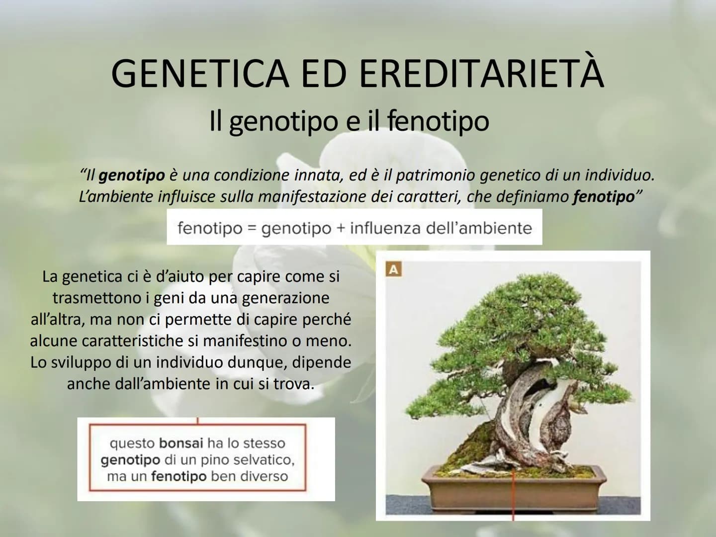 GENETICA ED EREDITARIETÀ
Le leggi di Mendel
In che modo avviene la trasmissione dei caratteri (o ereditarietà)?
A lungo si è pensato che un 