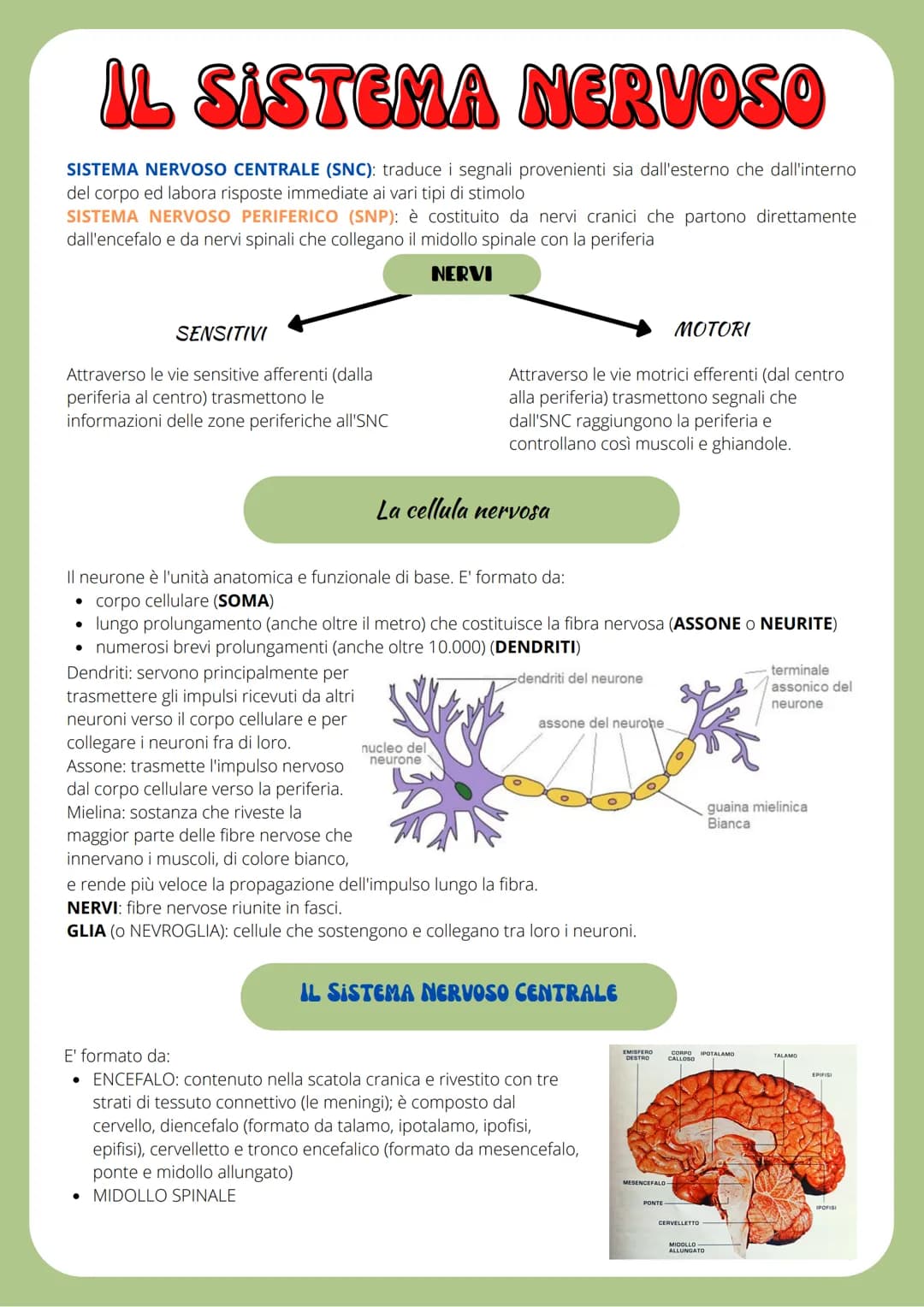 IL SISTEMA NERVOSO
SISTEMA NERVOSO CENTRALE (SNC): traduce i segnali provenienti sia dall'esterno che dall'interno
del corpo ed labora rispo