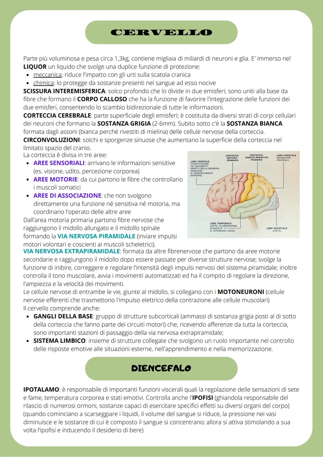 IL SISTEMA NERVOSO
SISTEMA NERVOSO CENTRALE (SNC): traduce i segnali provenienti sia dall'esterno che dall'interno
del corpo ed labora rispo