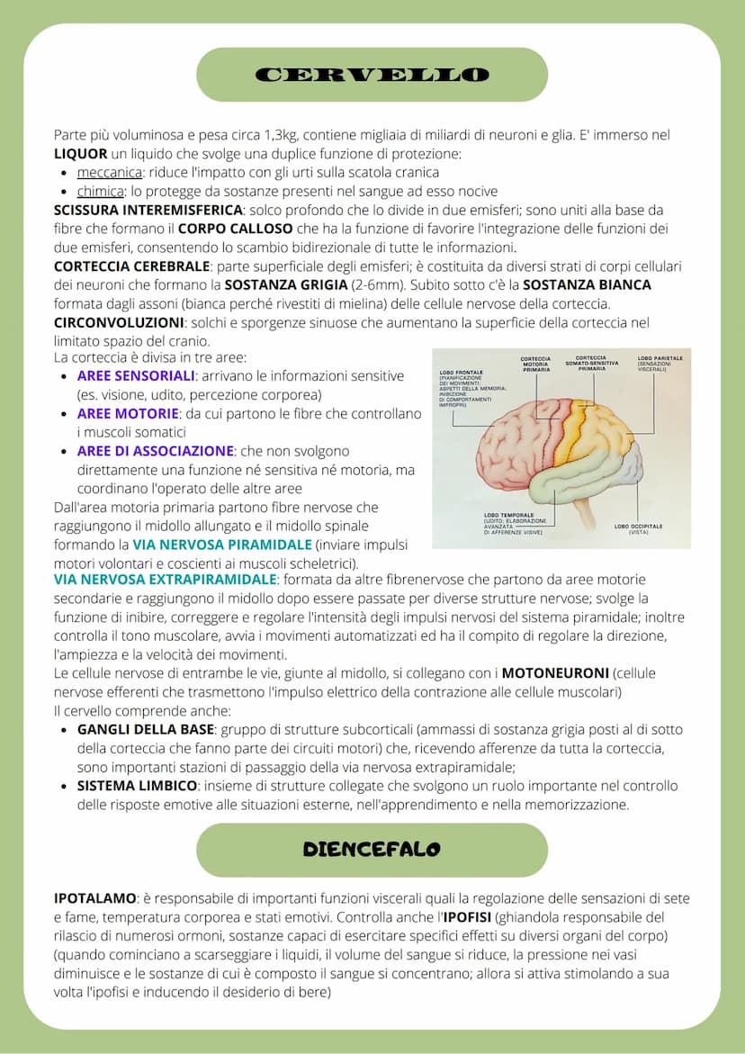 IL SISTEMA NERVOSO
SISTEMA NERVOSO CENTRALE (SNC): traduce i segnali provenienti sia dall'esterno che dall'interno
del corpo ed labora rispo