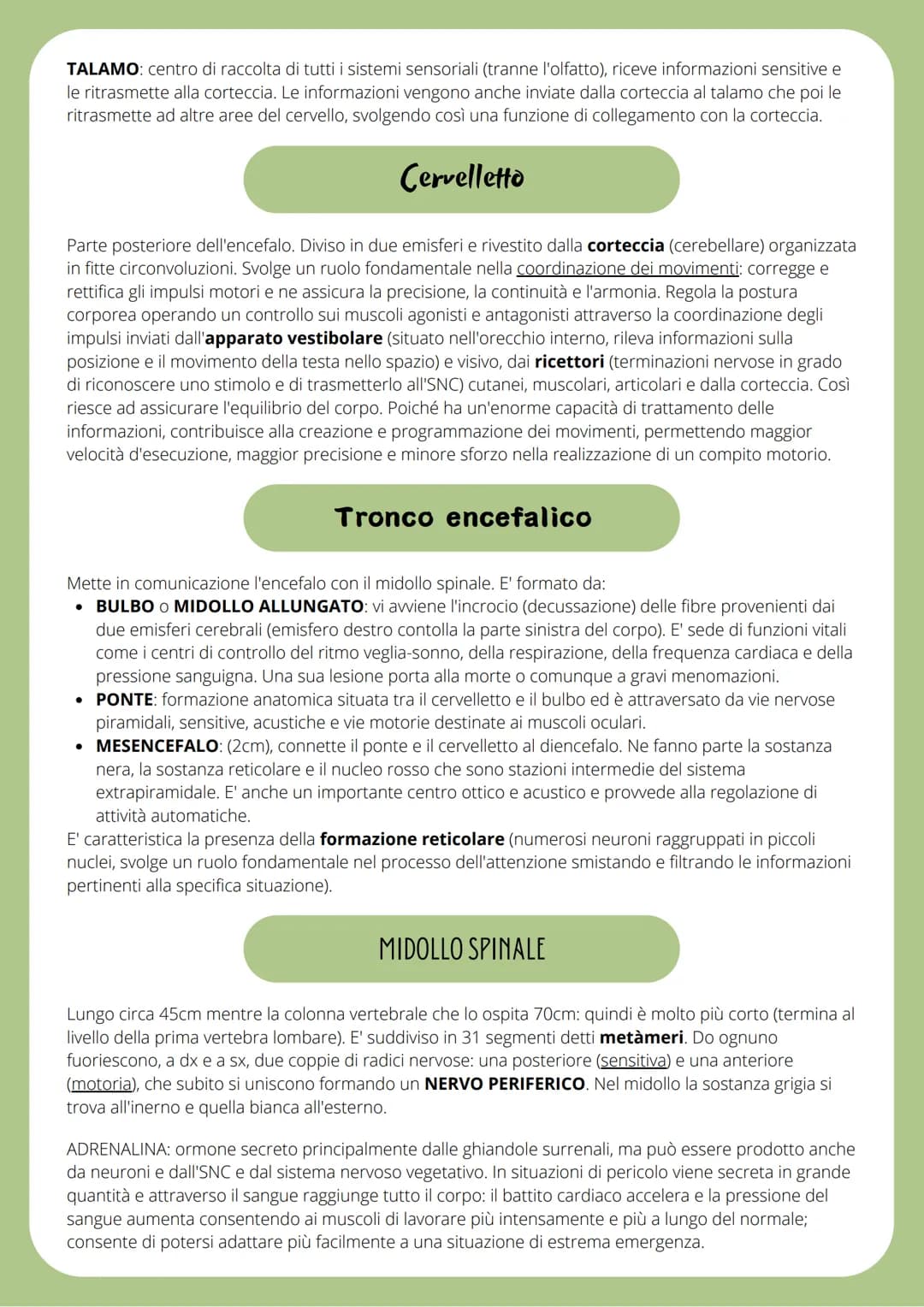 IL SISTEMA NERVOSO
SISTEMA NERVOSO CENTRALE (SNC): traduce i segnali provenienti sia dall'esterno che dall'interno
del corpo ed labora rispo