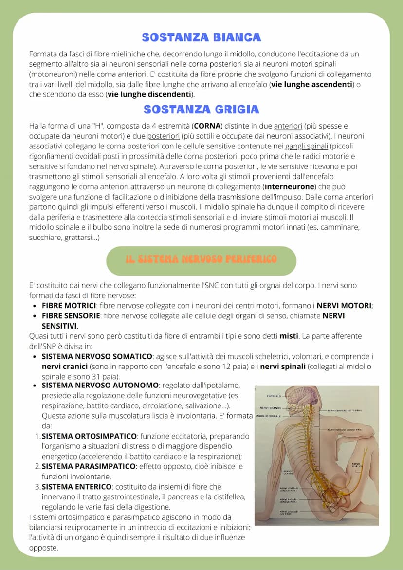 IL SISTEMA NERVOSO
SISTEMA NERVOSO CENTRALE (SNC): traduce i segnali provenienti sia dall'esterno che dall'interno
del corpo ed labora rispo