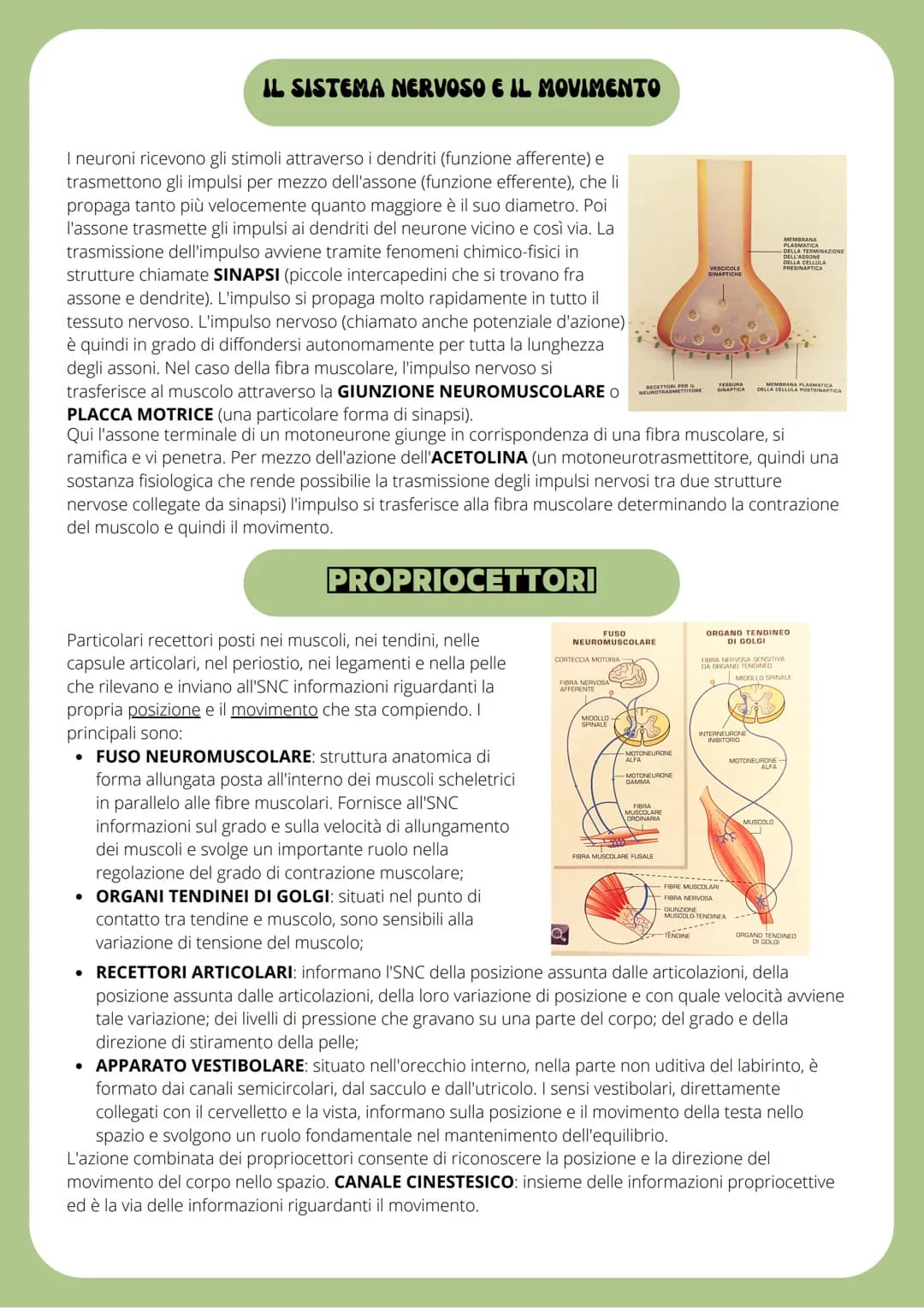 IL SISTEMA NERVOSO
SISTEMA NERVOSO CENTRALE (SNC): traduce i segnali provenienti sia dall'esterno che dall'interno
del corpo ed labora rispo