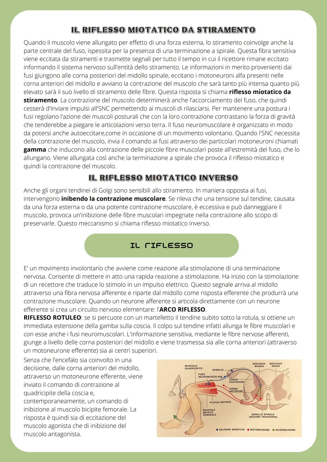 IL SISTEMA NERVOSO
SISTEMA NERVOSO CENTRALE (SNC): traduce i segnali provenienti sia dall'esterno che dall'interno
del corpo ed labora rispo