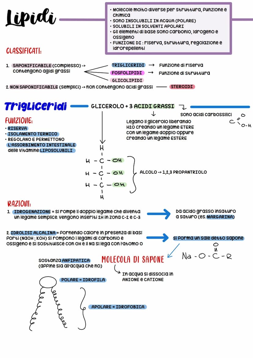 BIOCHIMICA
BIOMOLECOLE
-> studio delle molecole (BIOMOLECOLE) che costituiscono gli organismi viventi
Carboidrati
COSTITUITA DA:
• 20 + grup