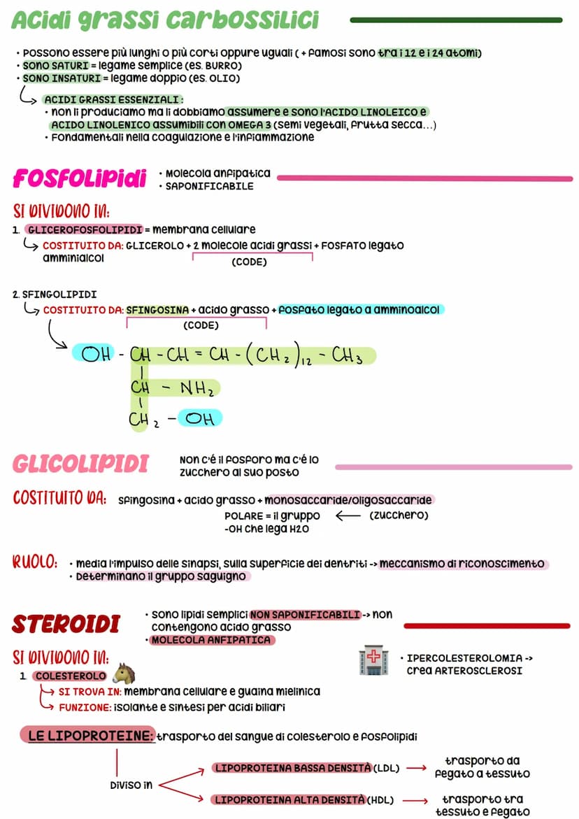 BIOCHIMICA
BIOMOLECOLE
-> studio delle molecole (BIOMOLECOLE) che costituiscono gli organismi viventi
Carboidrati
COSTITUITA DA:
• 20 + grup