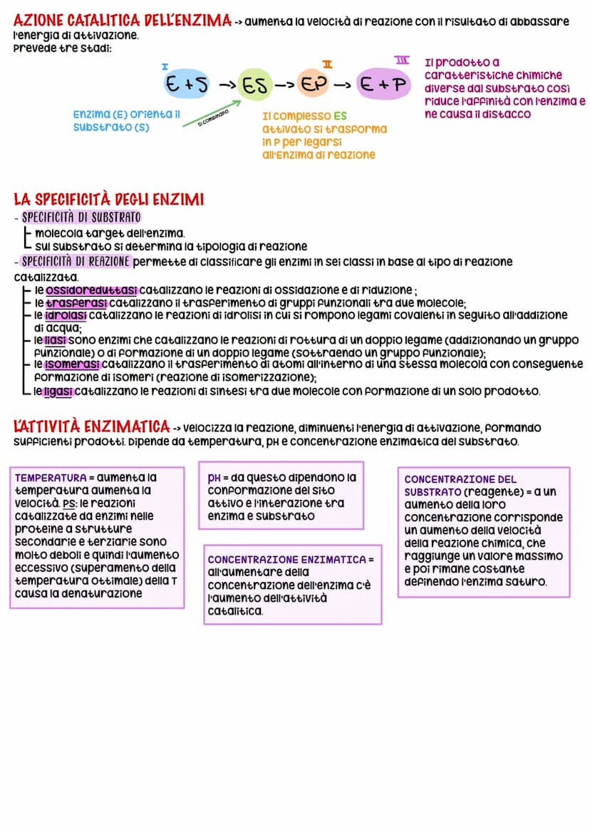 BIOCHIMICA
BIOMOLECOLE
-> studio delle molecole (BIOMOLECOLE) che costituiscono gli organismi viventi
Carboidrati
COSTITUITA DA:
• 20 + grup