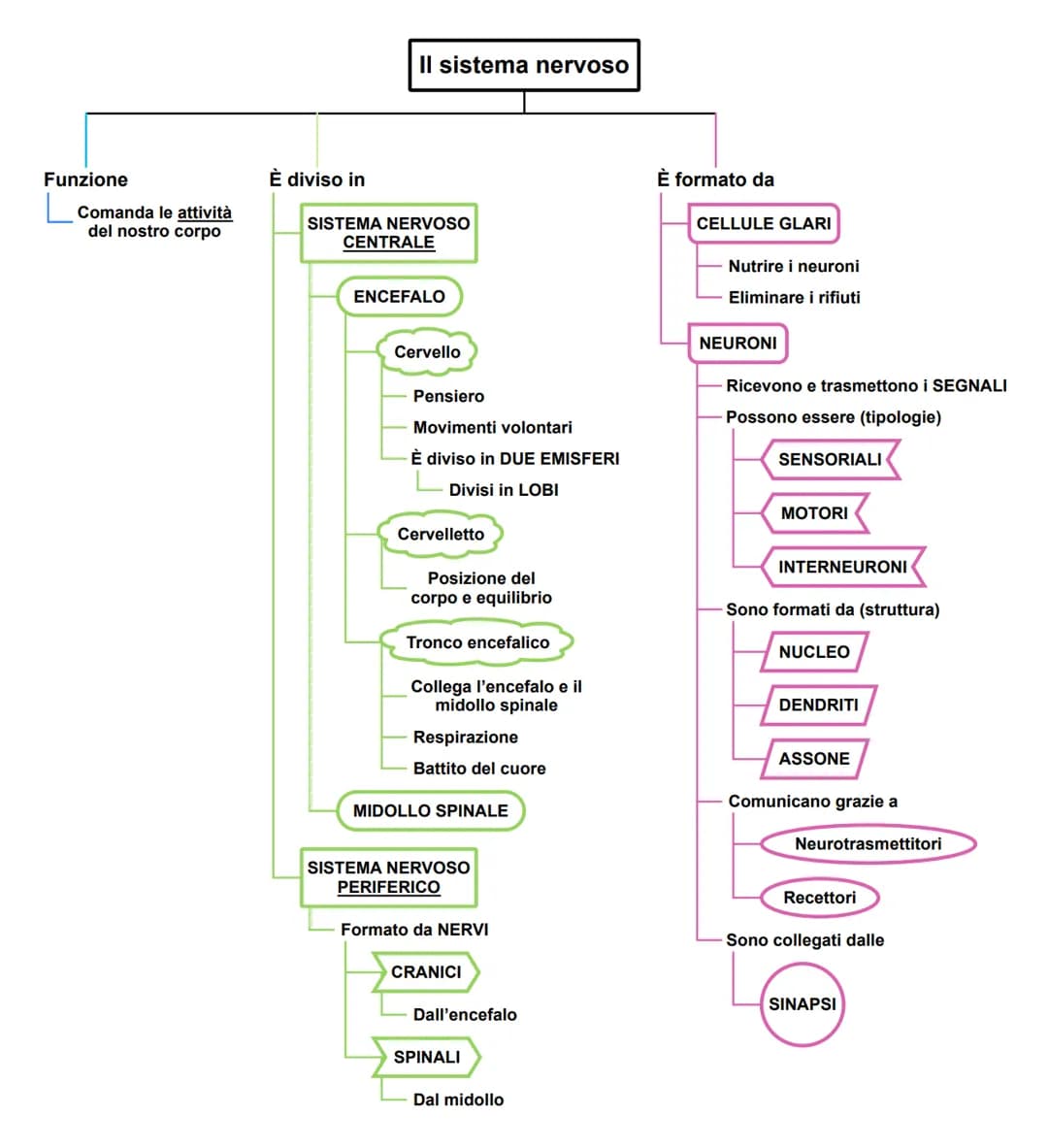 Funzione
Comanda le attività
del nostro corpo
È diviso in
Il sistema nervoso
SISTEMA NERVOSO
CENTRALE
ENCEFALO
Cervello
Pensiero
Movimenti v