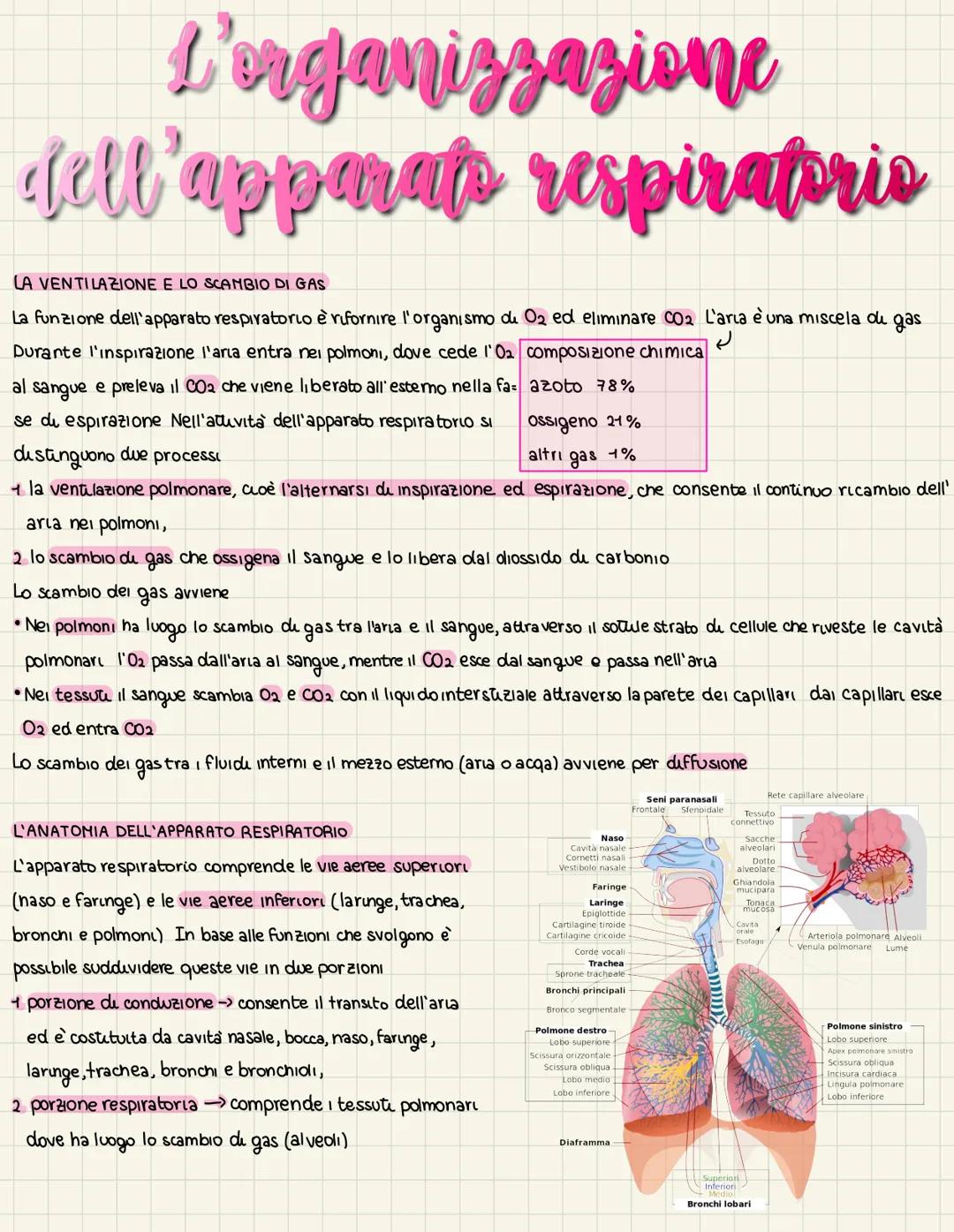 L'organizzazione
dell'apparats respiratoris
LA VENTILAZIONE E LO SCAMBIO DI GAS
La funzione dell'apparato respiratorio è rifornire l'organis