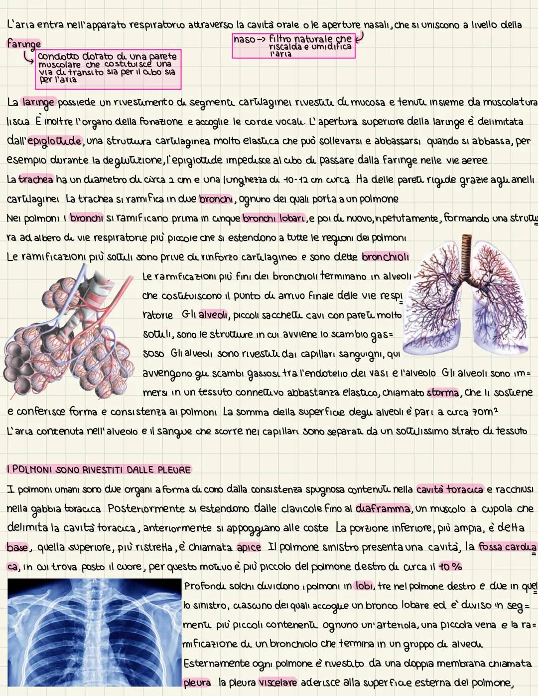 L'organizzazione
dell'apparats respiratoris
LA VENTILAZIONE E LO SCAMBIO DI GAS
La funzione dell'apparato respiratorio è rifornire l'organis