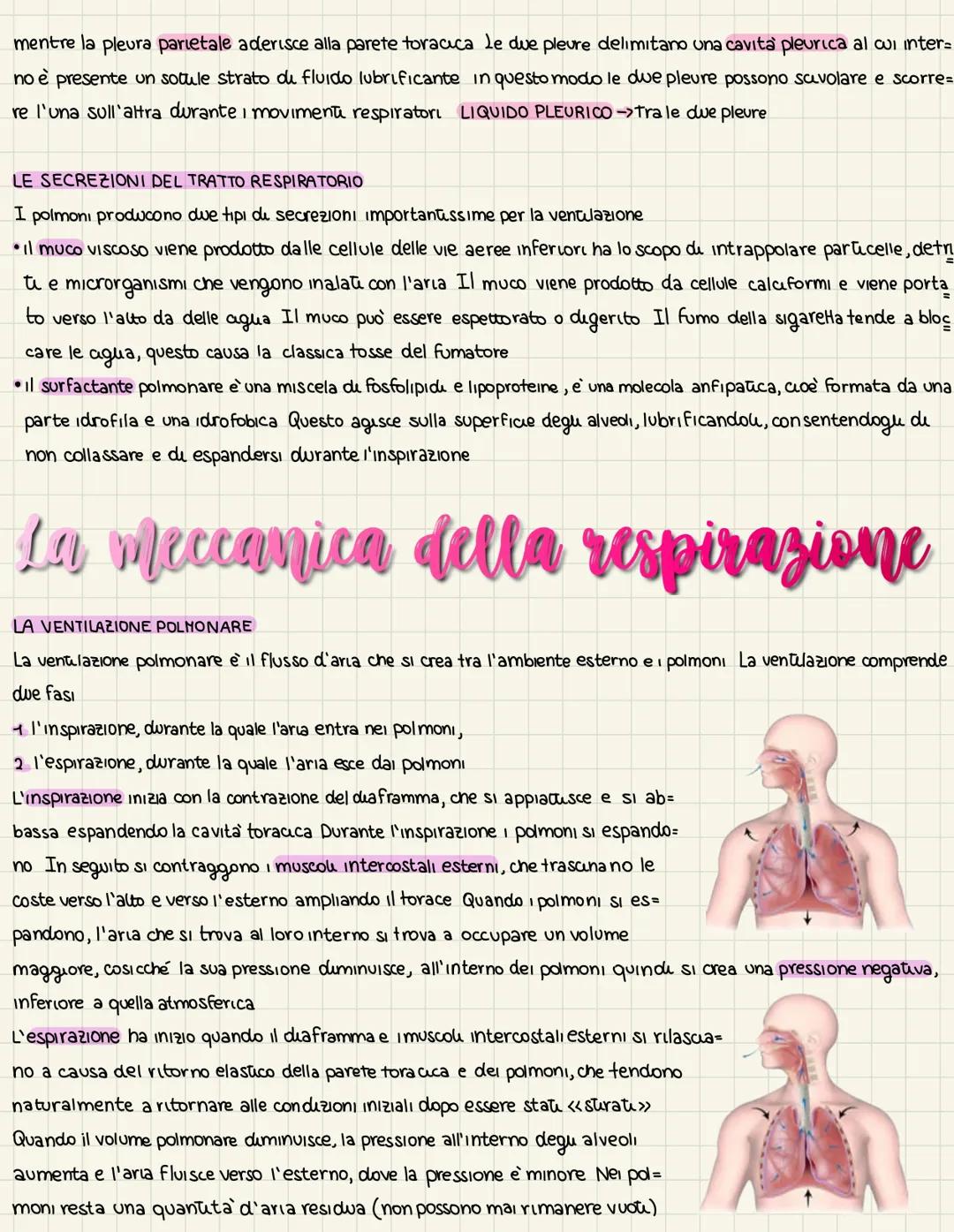 L'organizzazione
dell'apparats respiratoris
LA VENTILAZIONE E LO SCAMBIO DI GAS
La funzione dell'apparato respiratorio è rifornire l'organis