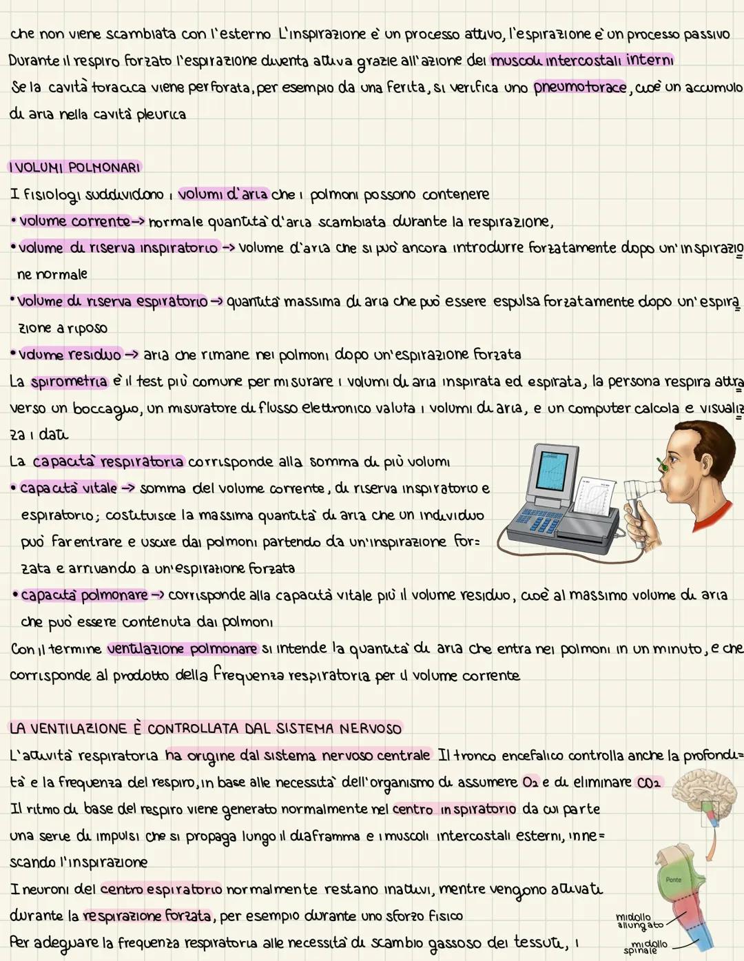 L'organizzazione
dell'apparats respiratoris
LA VENTILAZIONE E LO SCAMBIO DI GAS
La funzione dell'apparato respiratorio è rifornire l'organis