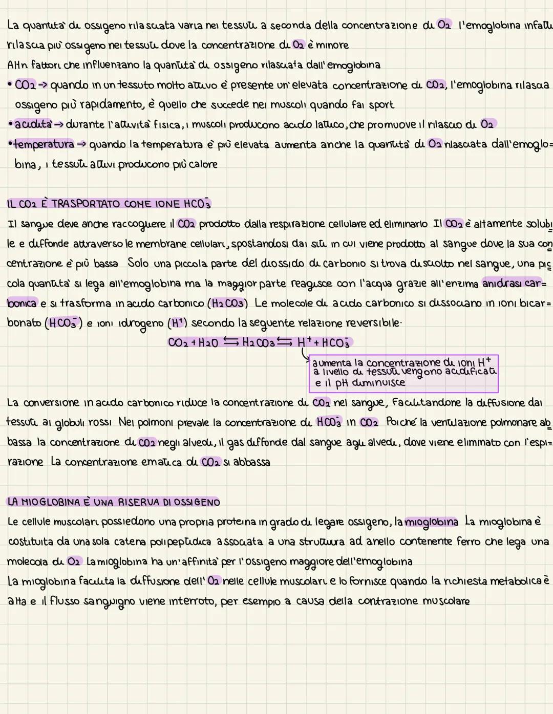 L'organizzazione
dell'apparats respiratoris
LA VENTILAZIONE E LO SCAMBIO DI GAS
La funzione dell'apparato respiratorio è rifornire l'organis