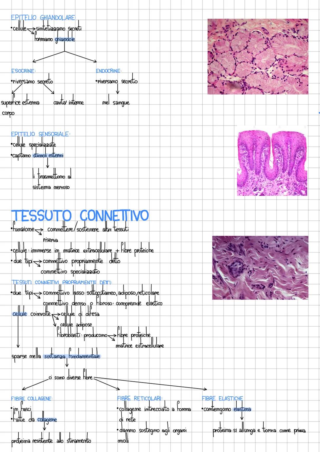 # I tessuti

ISTOLOGIA biologia che studia la struttura dei tessuti

# 4 GRUPPI DI TESSUTI
1. epiteliale
2.commettivo
3.muscolare
4. mervoso
