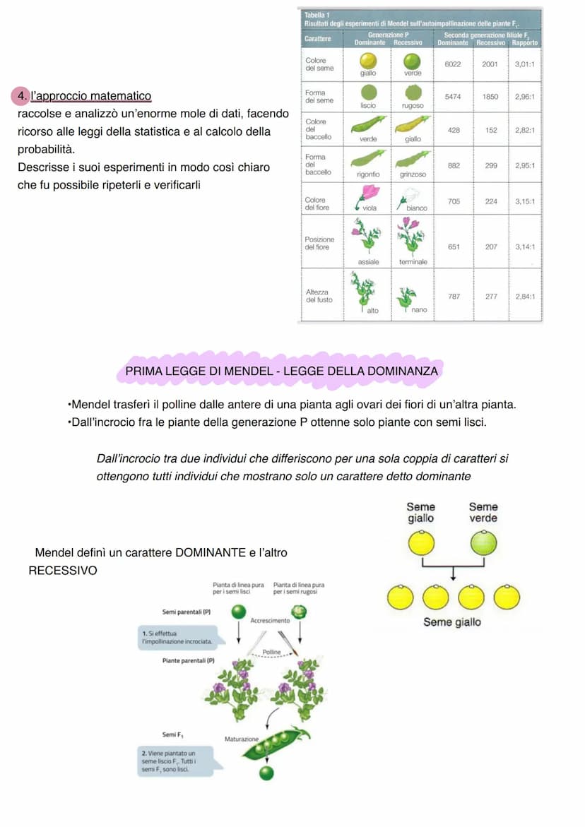 LA GENETICA
Studio dei meccanismi che permettono la trasmissione dei caratteri da una generazione all'altra. Nasce
come scienza sperimentale