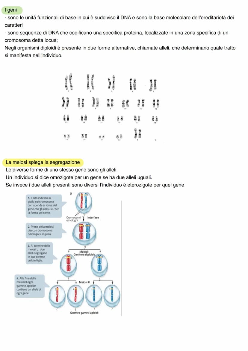 LA GENETICA
Studio dei meccanismi che permettono la trasmissione dei caratteri da una generazione all'altra. Nasce
come scienza sperimentale