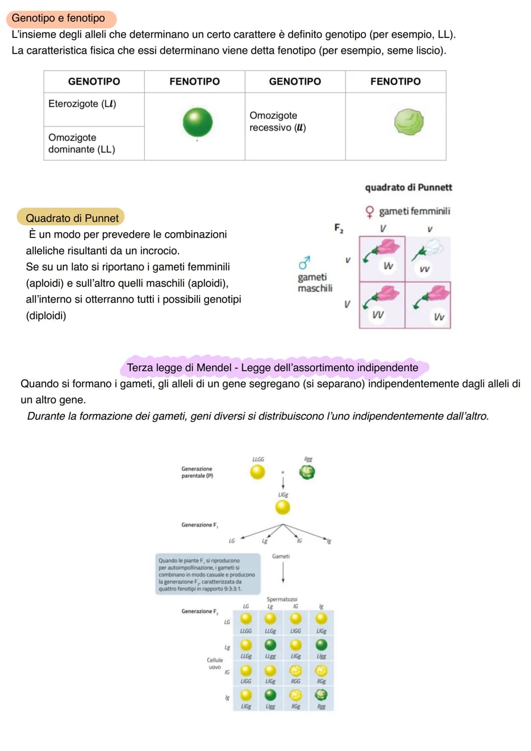 LA GENETICA
Studio dei meccanismi che permettono la trasmissione dei caratteri da una generazione all'altra. Nasce
come scienza sperimentale