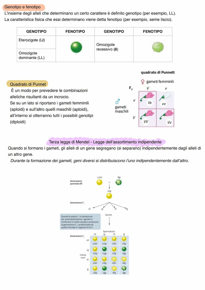 LA GENETICA
Studio dei meccanismi che permettono la trasmissione dei caratteri da una generazione all'altra. Nasce
come scienza sperimentale