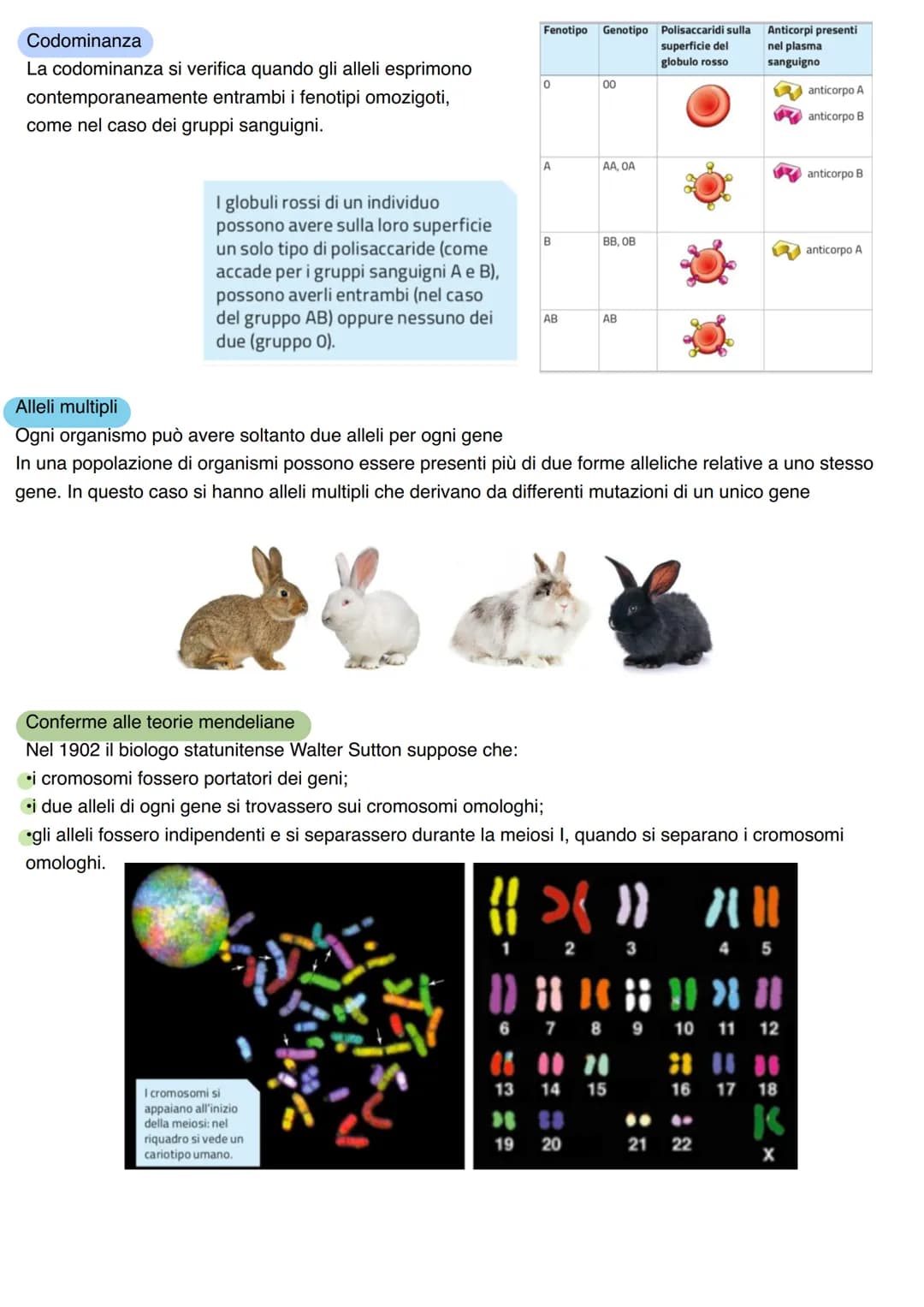 LA GENETICA
Studio dei meccanismi che permettono la trasmissione dei caratteri da una generazione all'altra. Nasce
come scienza sperimentale