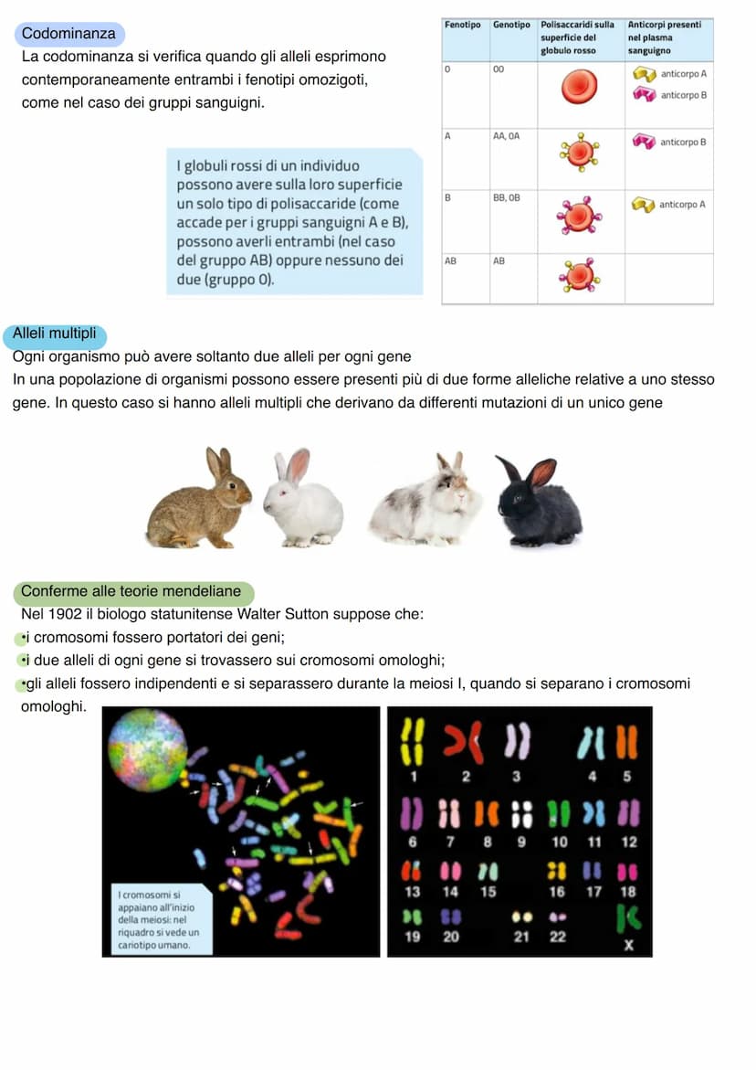 LA GENETICA
Studio dei meccanismi che permettono la trasmissione dei caratteri da una generazione all'altra. Nasce
come scienza sperimentale