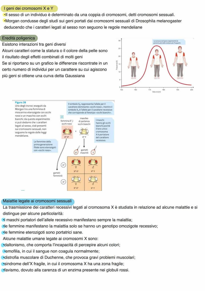 LA GENETICA
Studio dei meccanismi che permettono la trasmissione dei caratteri da una generazione all'altra. Nasce
come scienza sperimentale
