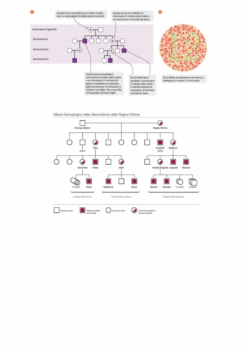 LA GENETICA
Studio dei meccanismi che permettono la trasmissione dei caratteri da una generazione all'altra. Nasce
come scienza sperimentale
