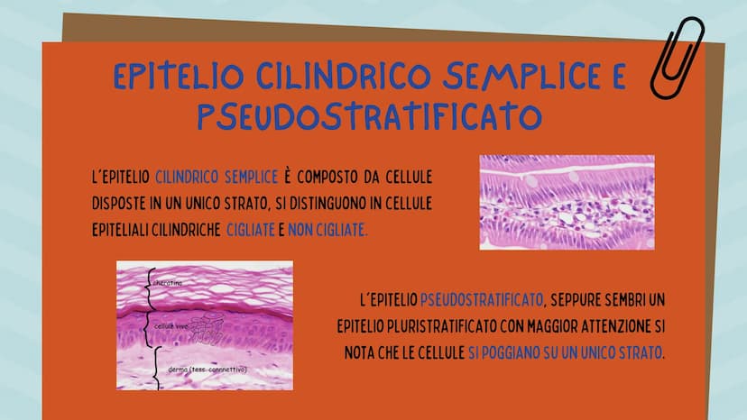 TESSUTO
EPITELIALE
OUT CHE COS'È?
IL TESSUTO EPITELIALE È UNO DEI QUATTRO TIPI FONDAMENTALI DI
TESSUTO CHE COMPONGONO IL NOSTRO CORPO E QUEL