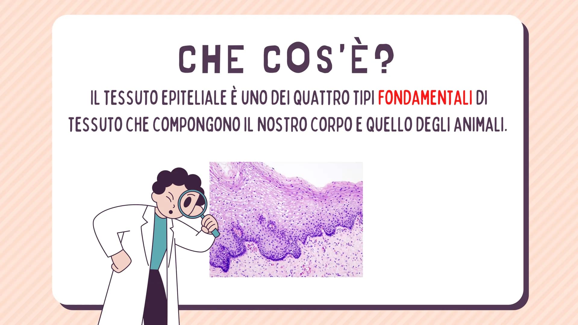 TESSUTO
EPITELIALE
OUT CHE COS'È?
IL TESSUTO EPITELIALE È UNO DEI QUATTRO TIPI FONDAMENTALI DI
TESSUTO CHE COMPONGONO IL NOSTRO CORPO E QUEL