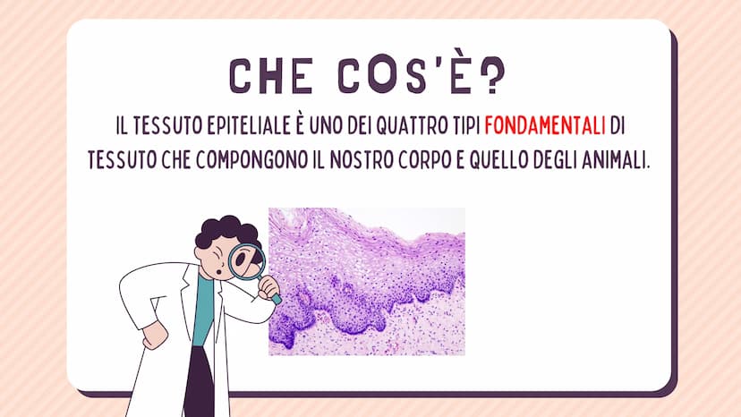 TESSUTO
EPITELIALE
OUT CHE COS'È?
IL TESSUTO EPITELIALE È UNO DEI QUATTRO TIPI FONDAMENTALI DI
TESSUTO CHE COMPONGONO IL NOSTRO CORPO E QUEL