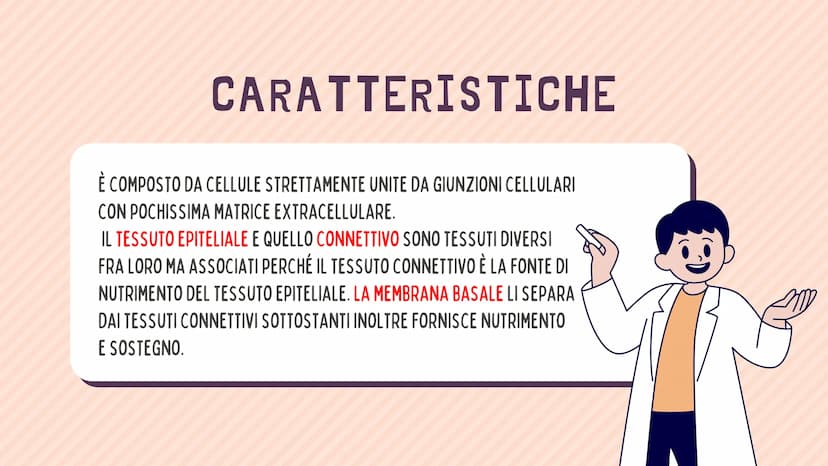 TESSUTO
EPITELIALE
OUT CHE COS'È?
IL TESSUTO EPITELIALE È UNO DEI QUATTRO TIPI FONDAMENTALI DI
TESSUTO CHE COMPONGONO IL NOSTRO CORPO E QUEL
