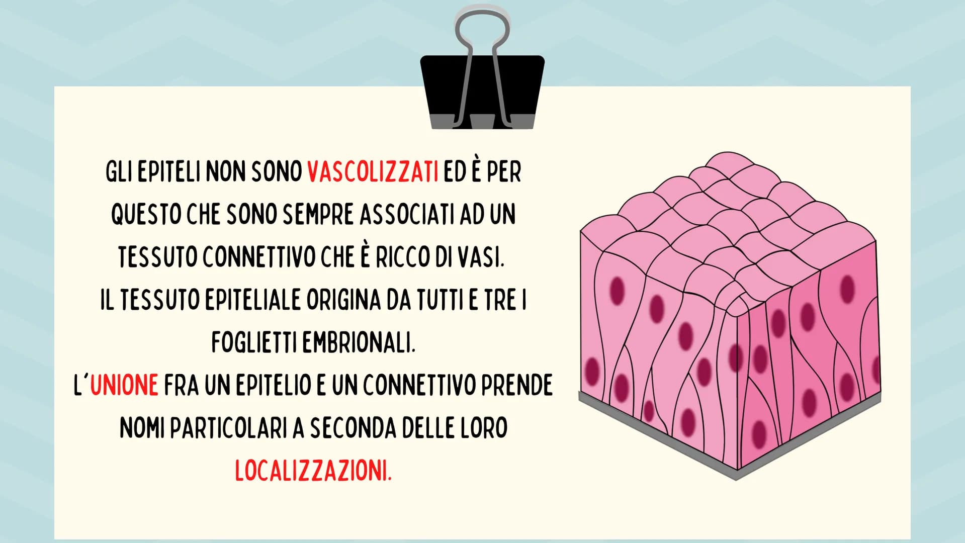 TESSUTO
EPITELIALE
OUT CHE COS'È?
IL TESSUTO EPITELIALE È UNO DEI QUATTRO TIPI FONDAMENTALI DI
TESSUTO CHE COMPONGONO IL NOSTRO CORPO E QUEL