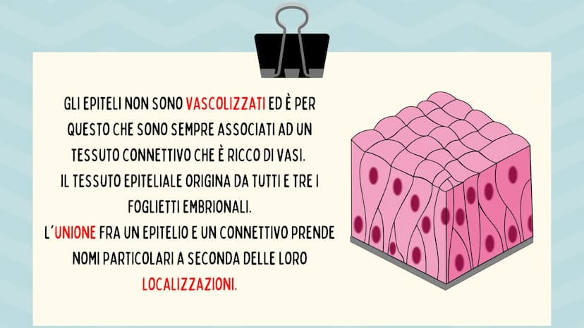 TESSUTO
EPITELIALE
OUT CHE COS'È?
IL TESSUTO EPITELIALE È UNO DEI QUATTRO TIPI FONDAMENTALI DI
TESSUTO CHE COMPONGONO IL NOSTRO CORPO E QUEL