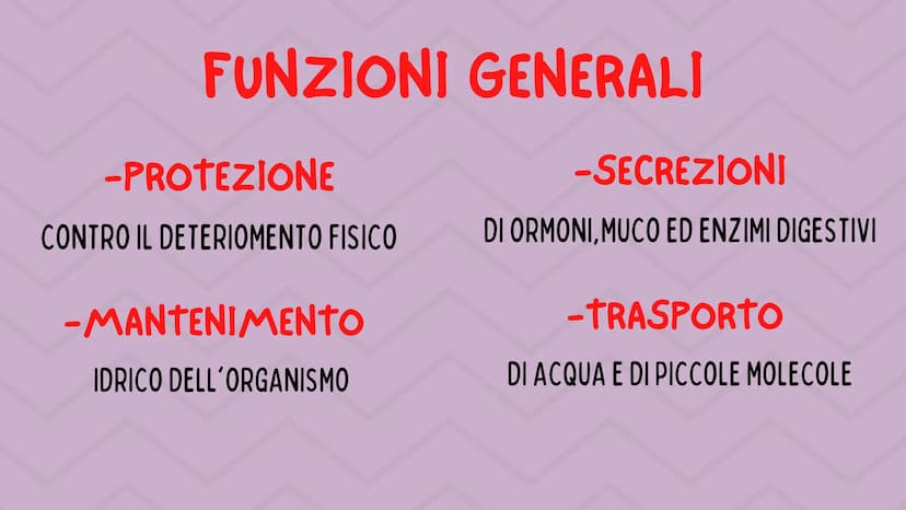 TESSUTO
EPITELIALE
OUT CHE COS'È?
IL TESSUTO EPITELIALE È UNO DEI QUATTRO TIPI FONDAMENTALI DI
TESSUTO CHE COMPONGONO IL NOSTRO CORPO E QUEL