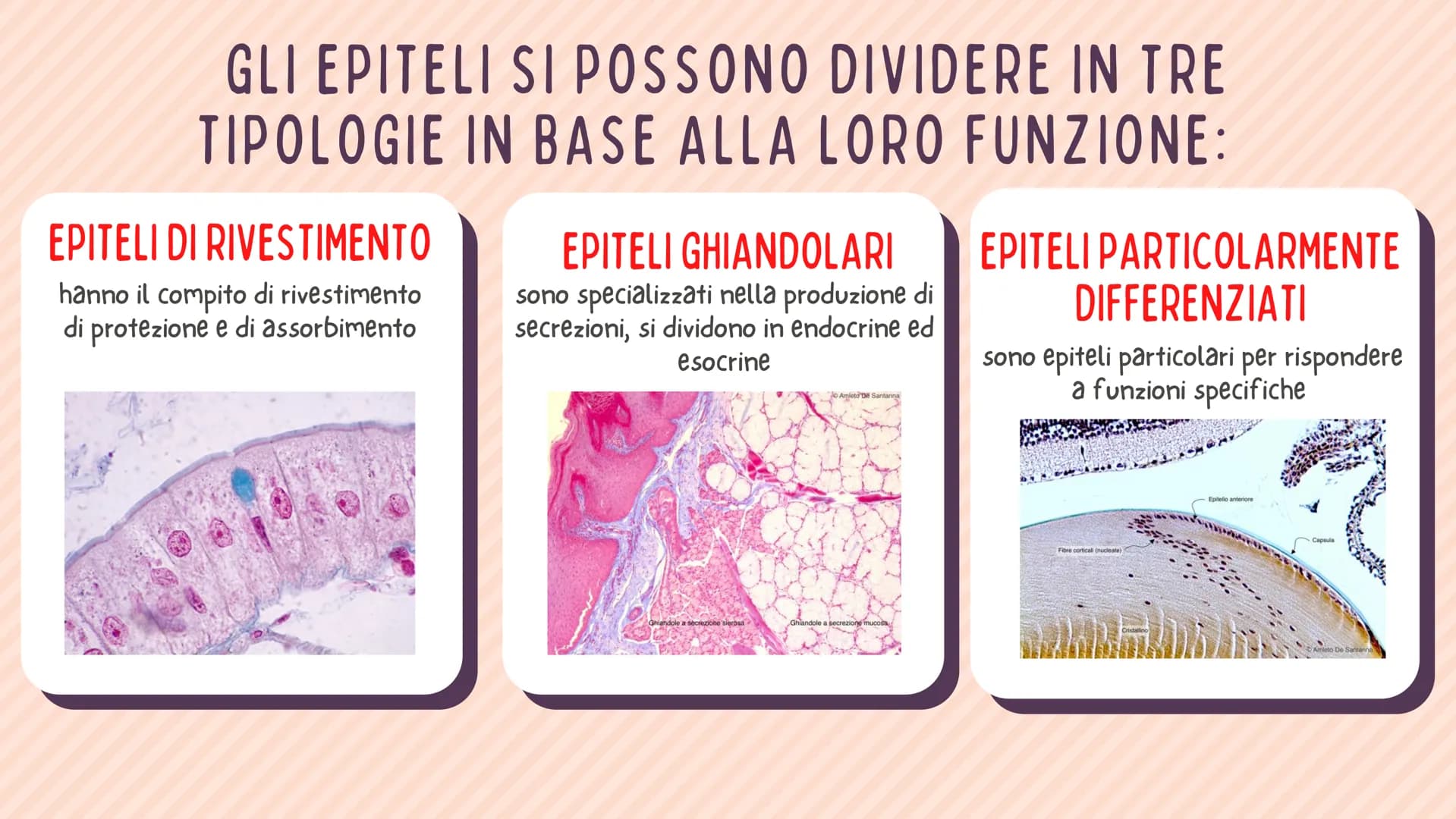 TESSUTO
EPITELIALE
OUT CHE COS'È?
IL TESSUTO EPITELIALE È UNO DEI QUATTRO TIPI FONDAMENTALI DI
TESSUTO CHE COMPONGONO IL NOSTRO CORPO E QUEL
