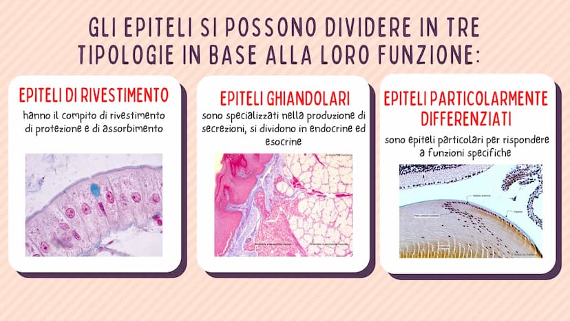 TESSUTO
EPITELIALE
OUT CHE COS'È?
IL TESSUTO EPITELIALE È UNO DEI QUATTRO TIPI FONDAMENTALI DI
TESSUTO CHE COMPONGONO IL NOSTRO CORPO E QUEL
